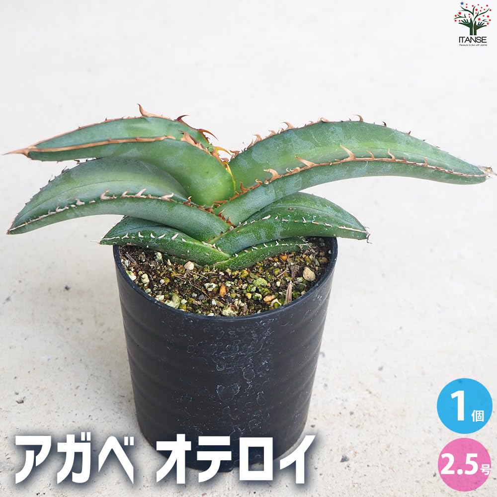 Amazon｜ITANSE アガベ オテロイ 2.5号 1個売り 多肉植物 Agave